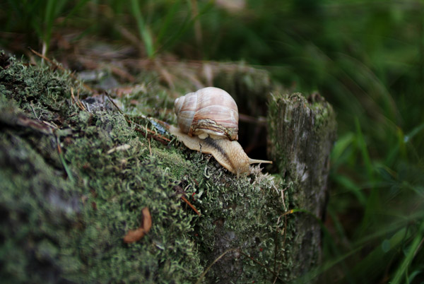 0215Weinbergschnecke unterwegs