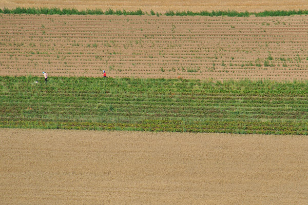 034073 Frauen bei der Feldarbeit von der Ruine Neidek
