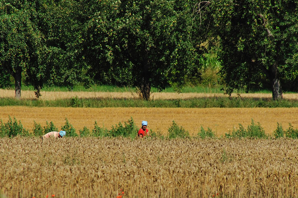 034172 Streitberg Frauen bei der Feldarbeit