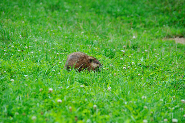 041597 Bisamratte beim Grassen an der Wiesent