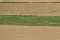 034073 Frauen bei der Feldarbeit von der Ruine Neidek