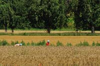 034172 Streitberg Frauen bei der Feldarbeit