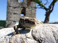 0349Eidechse auf der Neideck