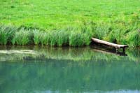 041066 Steg an der Wiesent