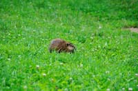 041597 Bisamratte beim Grassen an der Wiesent