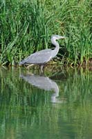 0416113 Graureiher bei Pirsch an der Wiesend