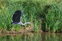 0417114 Graureiher bei Abflug an der Wiesend