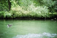 0438Entlang der Wiesent 22-2