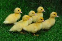 0477137 Junge Enten in Pottenstein