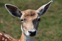 0520176 Dammwild in der Fränkischen Schweiz