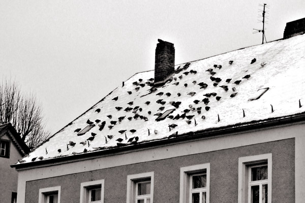 die Vögel
