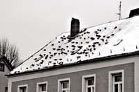 die Vögel
